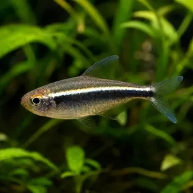Черен неон (Hyphessobrycon herbertaxelrodi)