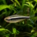 Черен неон (Hyphessobrycon herbertaxelrodi)