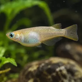 Оризова рибка Gold Medaka (Oryzias latipes)