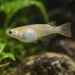 Оризова рибка Gold Medaka (Oryzias latipes)