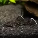 Анциструс звезден (Ancistrus dolichopterus)