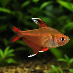 Орнатус (Hyphessobrycon bentosi)