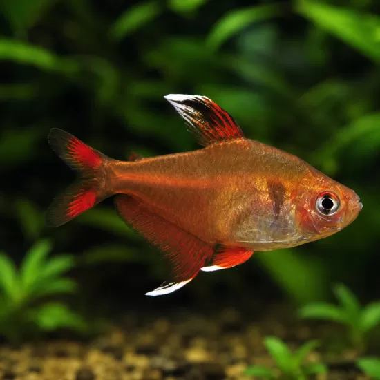 Орнатус (Hyphessobrycon bentosi) - 1