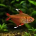 Орнатус (Hyphessobrycon bentosi)