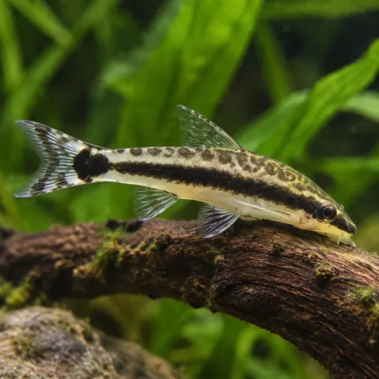 Отоцинкус (Otocinclus affinis) - 1