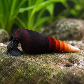 Охлюв Lava Snail (Faunus ater)