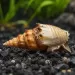 Охлюв Prambanan (Thiara winteri)