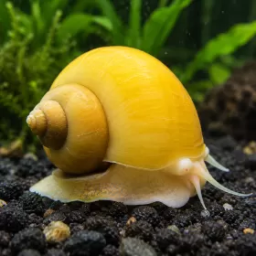 Охлюв ампулария (Pomacea diffusa)