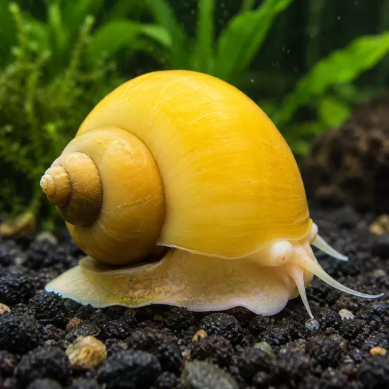Охлюв ампулария (Pomacea diffusa) - 1