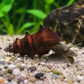 Охлюв бротия (Brotia sp.)