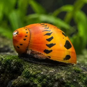 Охлюв неритина (Neritina sp.)