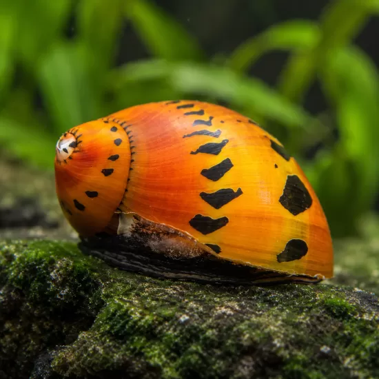 Охлюв неритина (Neritina sp.) - 2