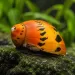 Охлюв неритина (Neritina sp.) - 2