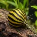 Охлюв неритина (Neritina sp.)