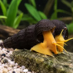 Охлюв тиломелания (Tylomelania sp.)