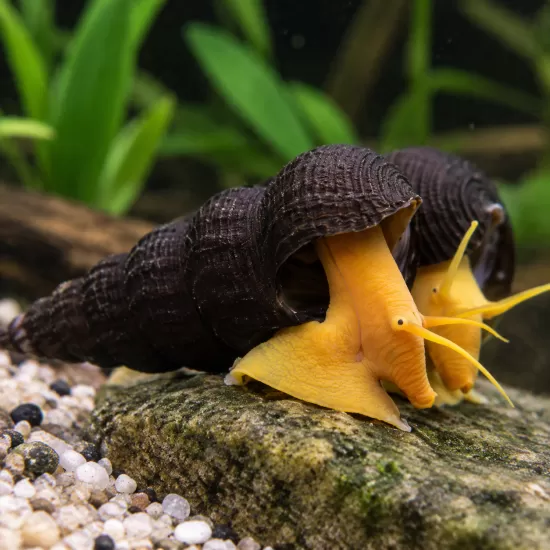 Охлюв тиломелания (Tylomelania sp.) - 1
