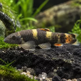 Панда Garra (Garra flavatra)