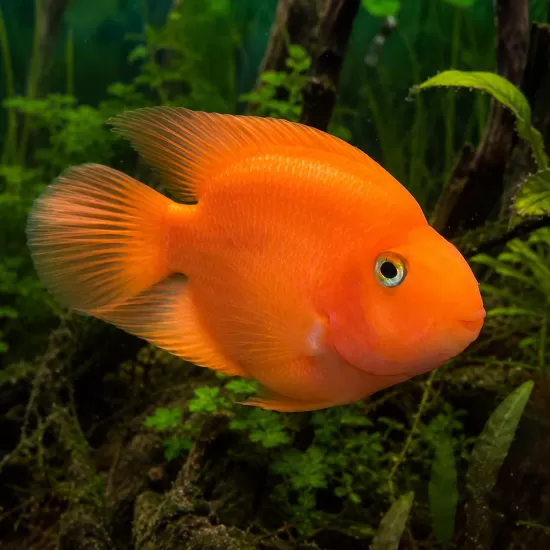 Папагал / Цихлида папагал (Blood Parrot Cichlid) - 1