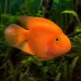 Папагал / Цихлида папагал (Blood Parrot Cichlid)