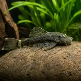 Анциструс Зелен дракон (Ancistrus sp. Green Dragon)