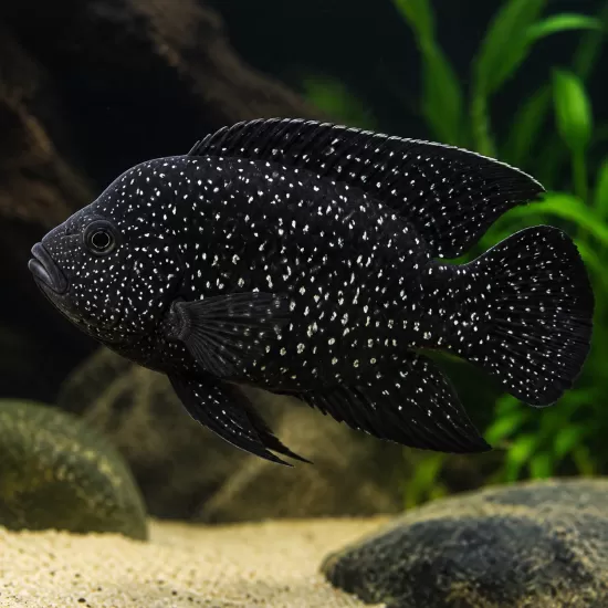Паратилапия полени (Paratilapia polleni) - 1