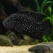 Паратилапия полени (Paratilapia polleni)