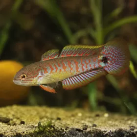 Пауново гоби (Tateurndina ocellicauda)