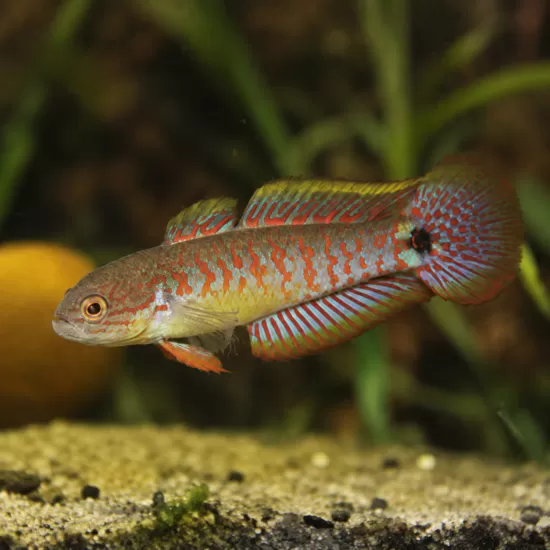 Пауново гоби (Tateurndina ocellicauda) - 1