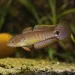 Пауново гоби (Tateurndina ocellicauda)