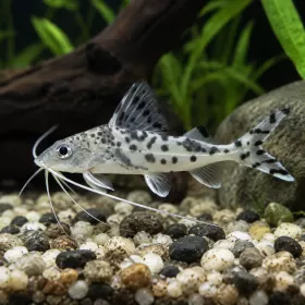 Пимелодус пиктус (Pimelodus pictus)