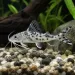Пимелодус пиктус (Pimelodus pictus)