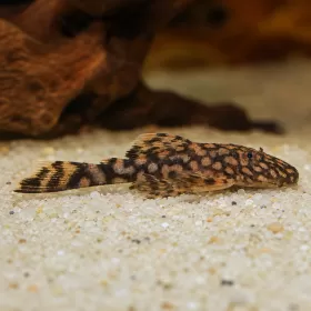 Анциструс Рио Парагвай (Ancistrus sp. Rio Paraguay)