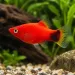 Плата (Xiphophorus maculatus) - 3