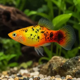 Плата (Xiphophorus maculatus)