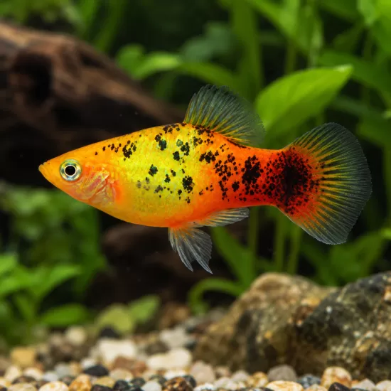 Плата (Xiphophorus maculatus) - 5