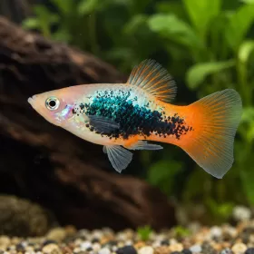 Плата (Xiphophorus maculatus)