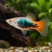 Плата (Xiphophorus maculatus) - 2