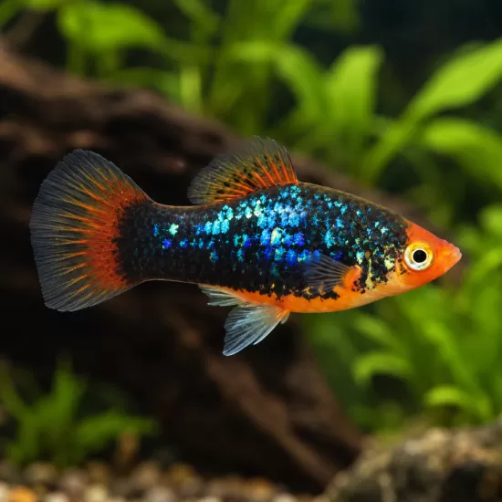 Плата (Xiphophorus maculatus) - 4
