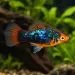 Плата (Xiphophorus maculatus) - 4
