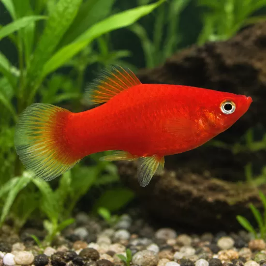 Плата (Xiphophorus maculatus) - 1