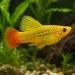 Плата вариатус (Xiphophorus variatus)
