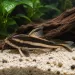 Платидорас (Platydoras armatulus)