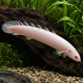 Полиптерус Сенегал (Polypterus senegalus)