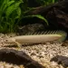 Полиптерус Сенегал (Polypterus senegalus)