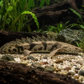 Полиптерус ендличери (Polypterus endlicheri)