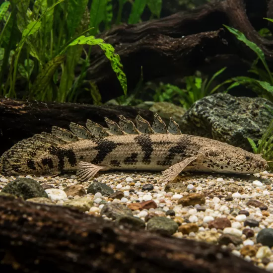 Полиптерус ендличери (Polypterus endlicheri) - 1