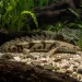 Полиптерус ендличери (Polypterus endlicheri)