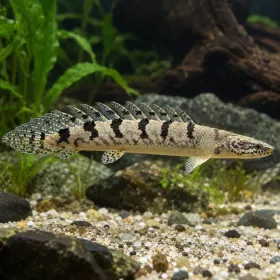 Полиптерус делхези (Polypterus delhezi)