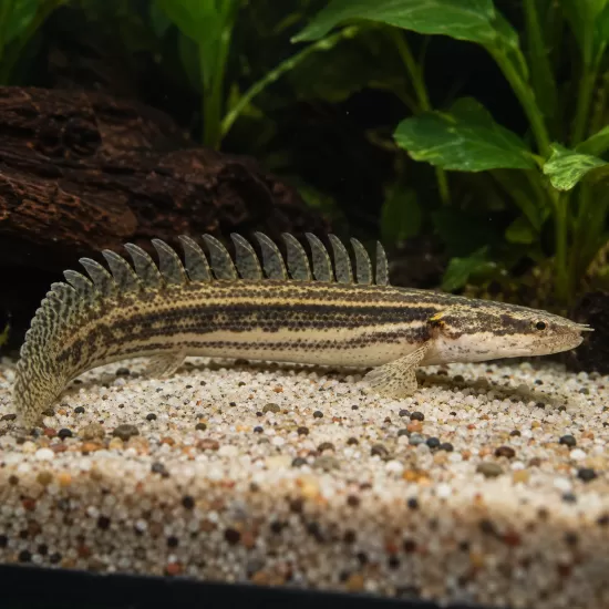 Полиптерус лапарди (Polypterus lapradei) - 1