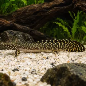 Полиптерус орнатипинис (Polypterus ornatipinnis)